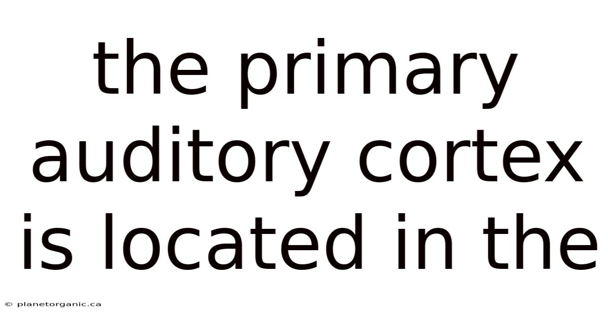 The Primary Auditory Cortex Is Located In The