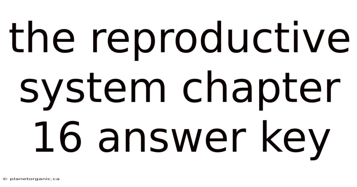 The Reproductive System Chapter 16 Answer Key