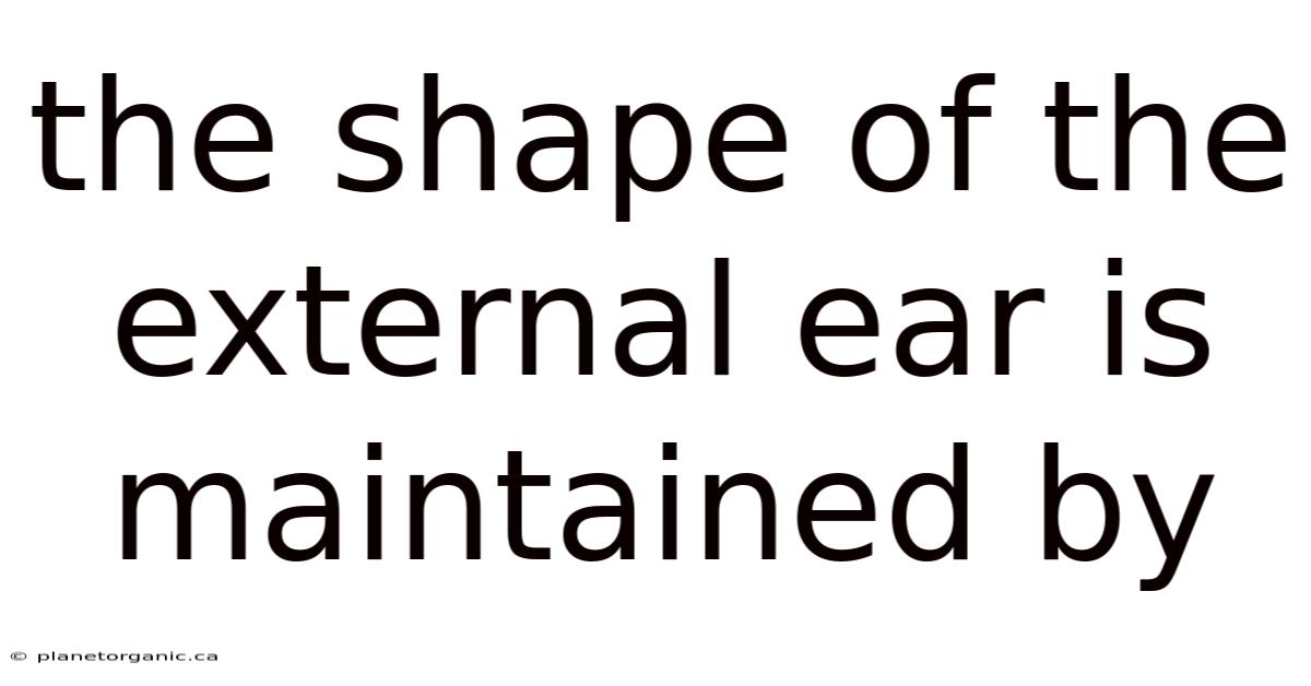 The Shape Of The External Ear Is Maintained By