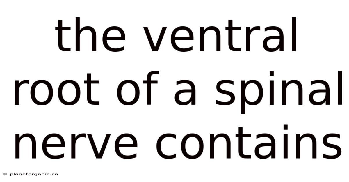 The Ventral Root Of A Spinal Nerve Contains