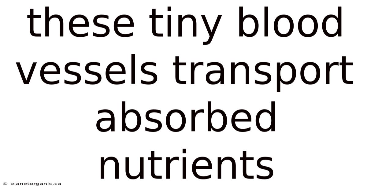 These Tiny Blood Vessels Transport Absorbed Nutrients