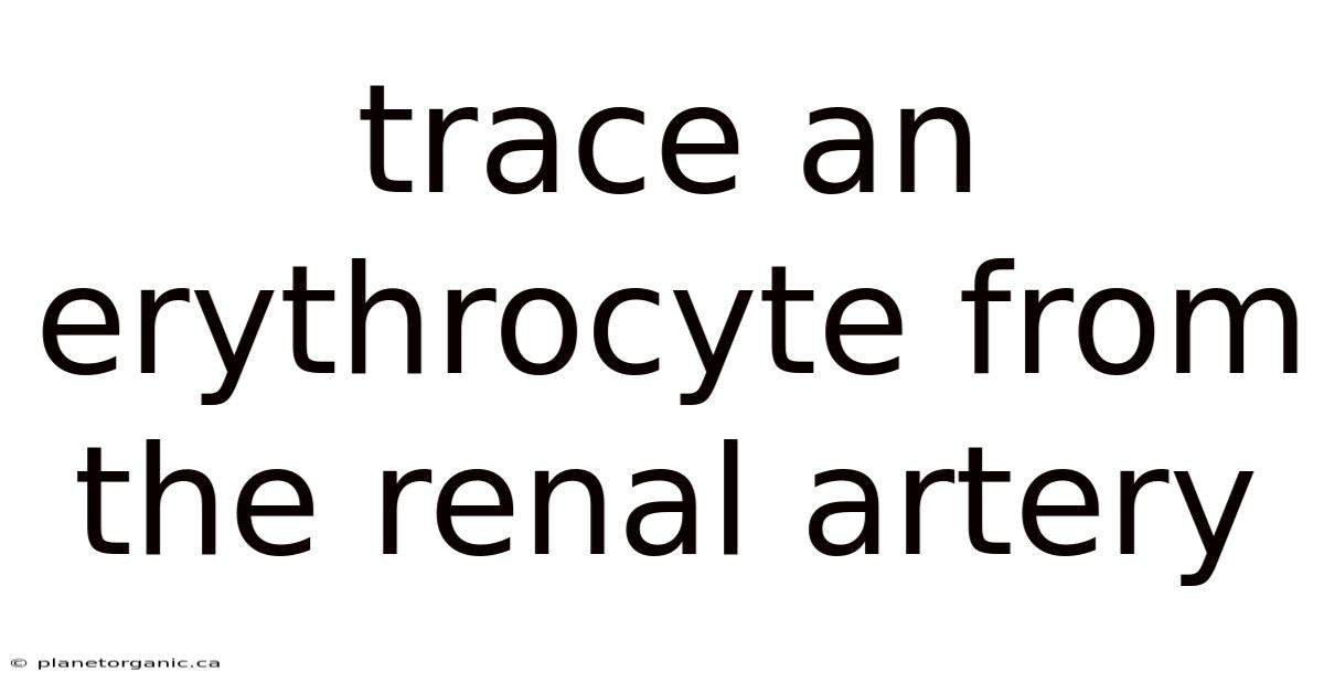 Trace An Erythrocyte From The Renal Artery