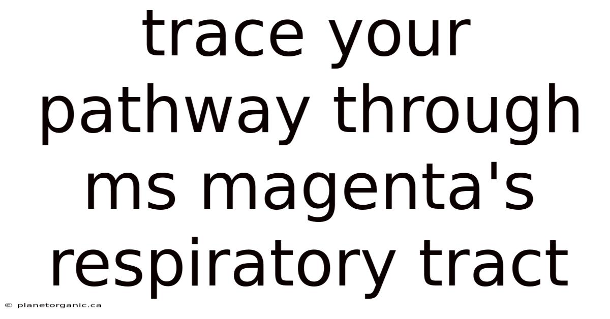 Trace Your Pathway Through Ms Magenta's Respiratory Tract