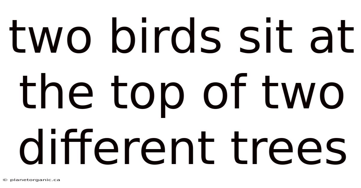 Two Birds Sit At The Top Of Two Different Trees