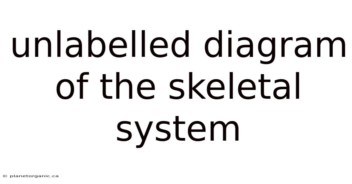 Unlabelled Diagram Of The Skeletal System