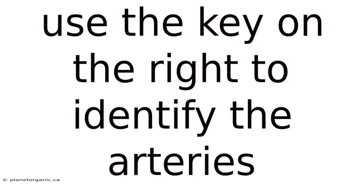 Use The Key On The Right To Identify The Arteries