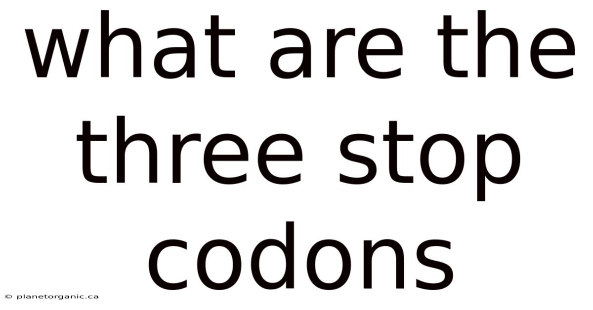 What Are The Three Stop Codons