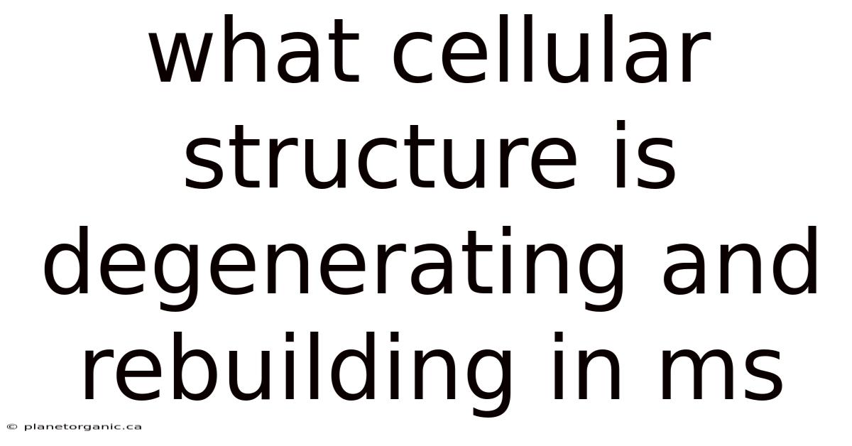 What Cellular Structure Is Degenerating And Rebuilding In Ms