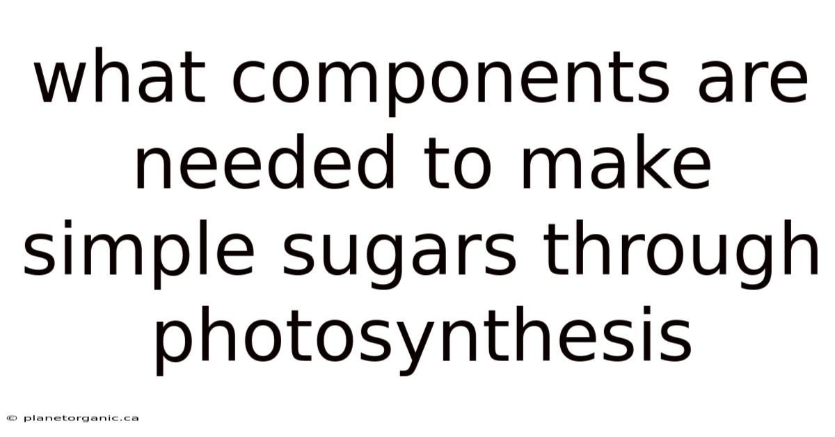What Components Are Needed To Make Simple Sugars Through Photosynthesis