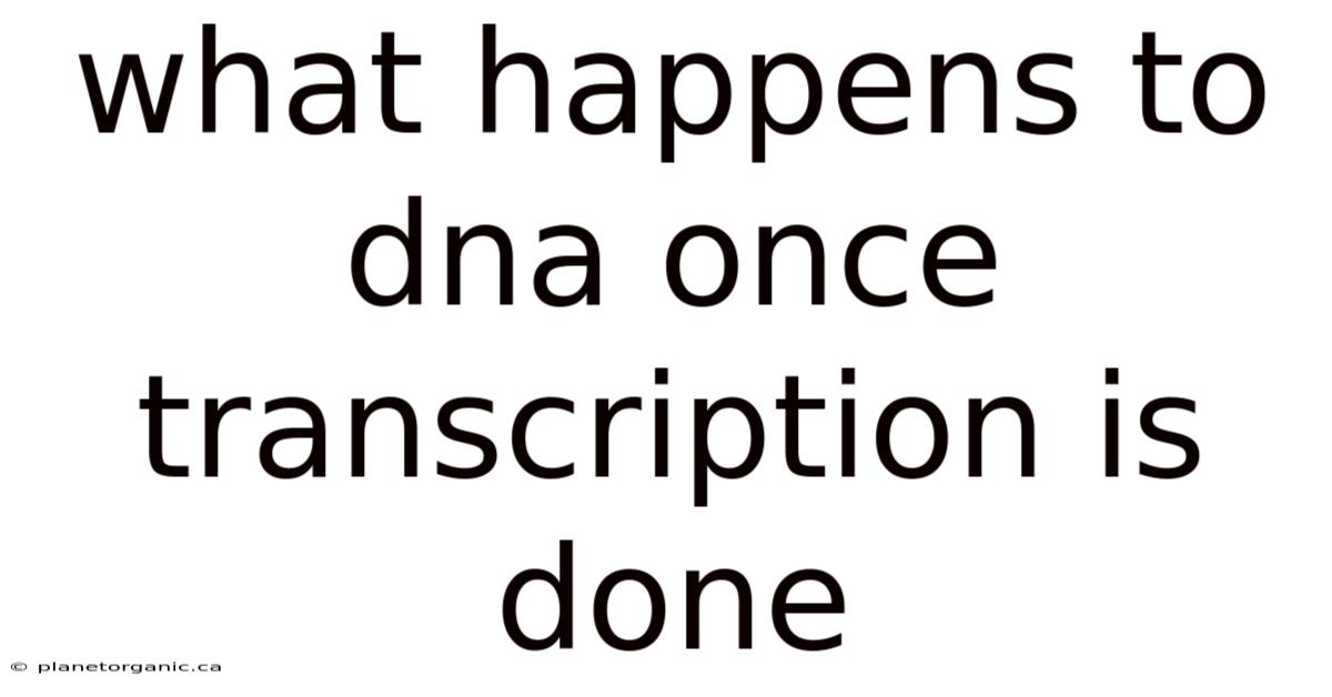 What Happens To Dna Once Transcription Is Done