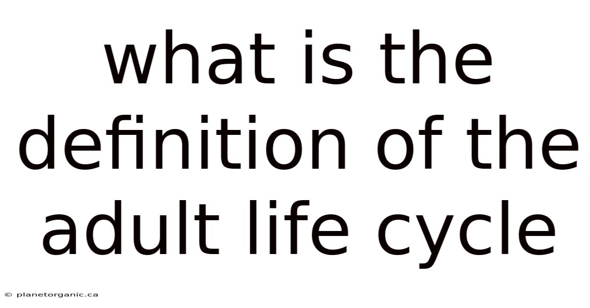 What Is The Definition Of The Adult Life Cycle