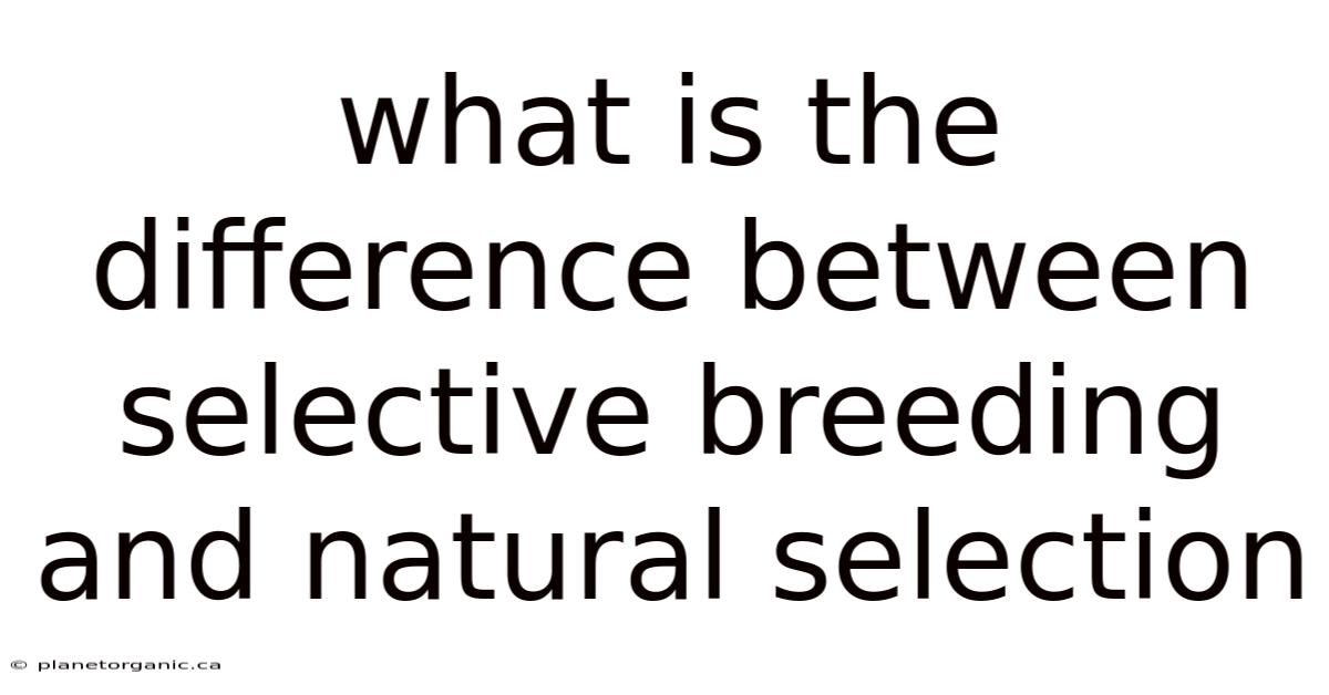 What Is The Difference Between Selective Breeding And Natural Selection