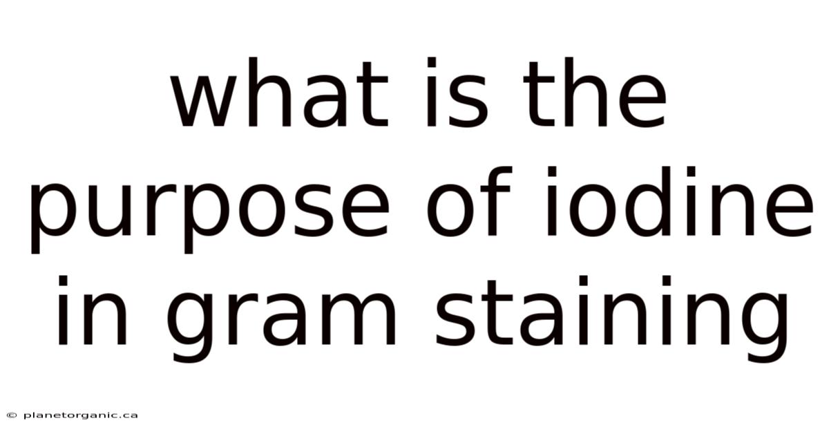 What Is The Purpose Of Iodine In Gram Staining