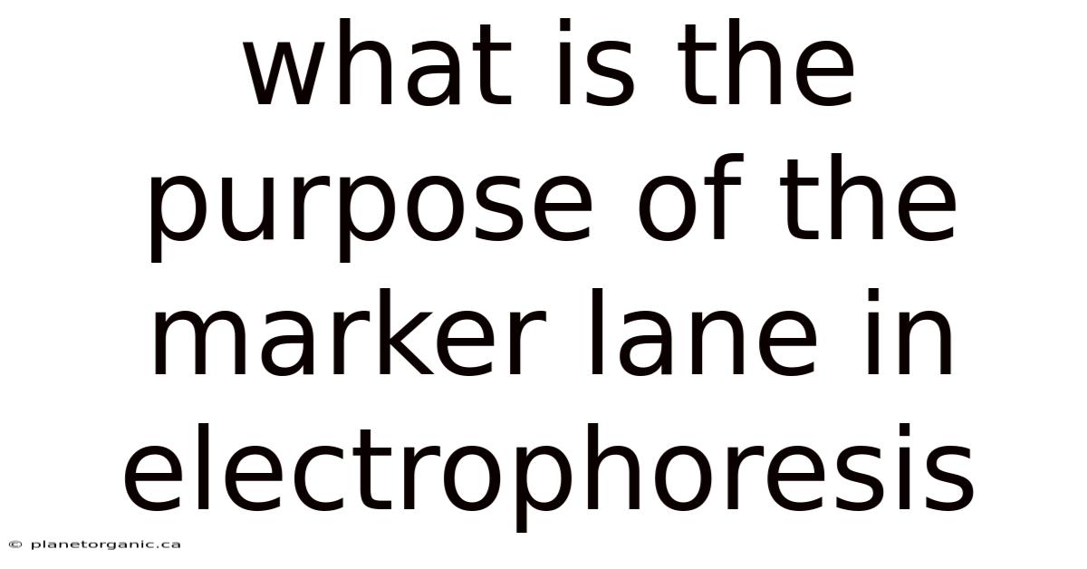 What Is The Purpose Of The Marker Lane In Electrophoresis