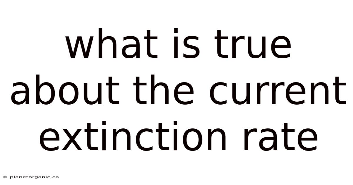 What Is True About The Current Extinction Rate