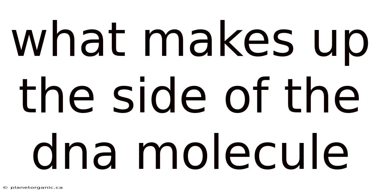 What Makes Up The Side Of The Dna Molecule