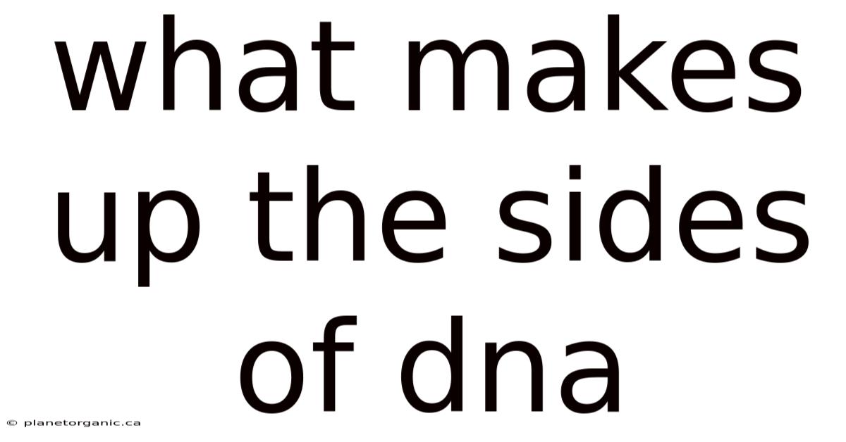 What Makes Up The Sides Of Dna