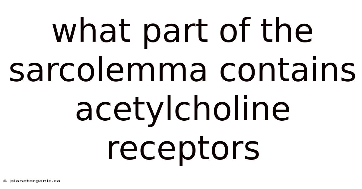 What Part Of The Sarcolemma Contains Acetylcholine Receptors