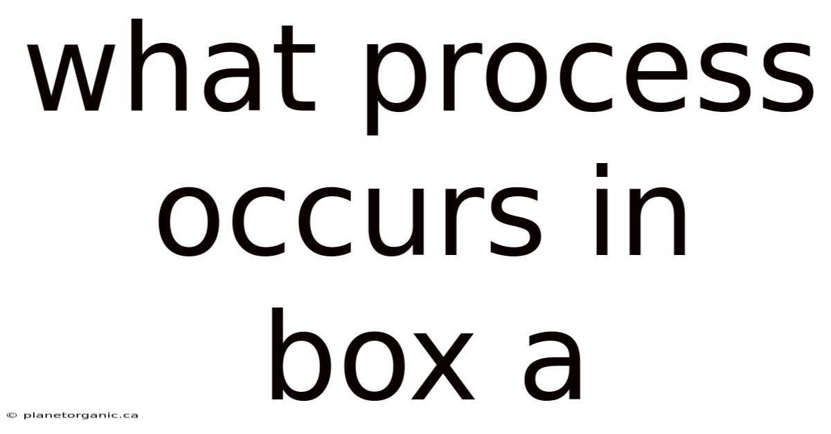 What Process Occurs In Box A