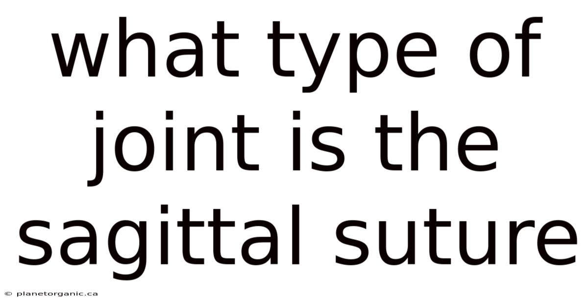 What Type Of Joint Is The Sagittal Suture