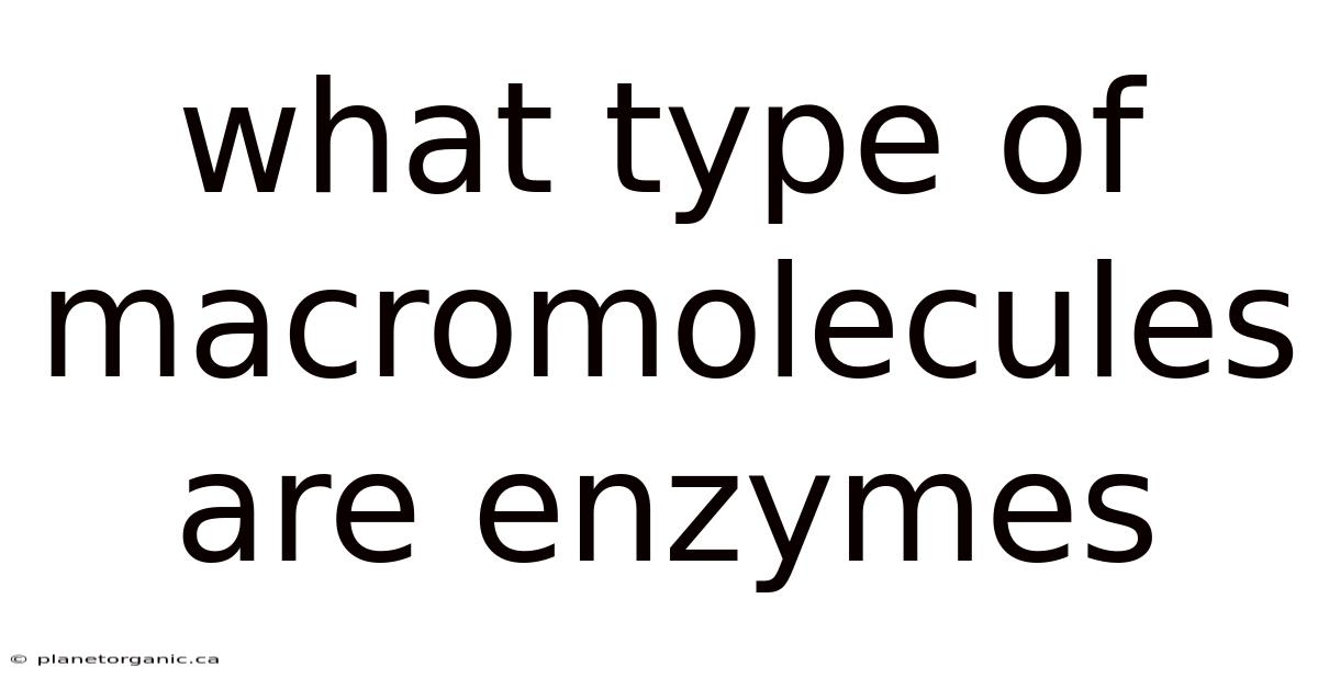 What Type Of Macromolecules Are Enzymes