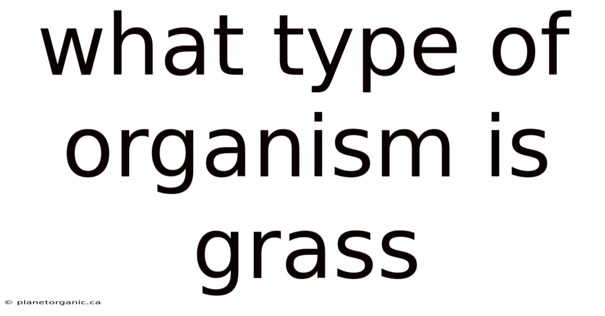What Type Of Organism Is Grass