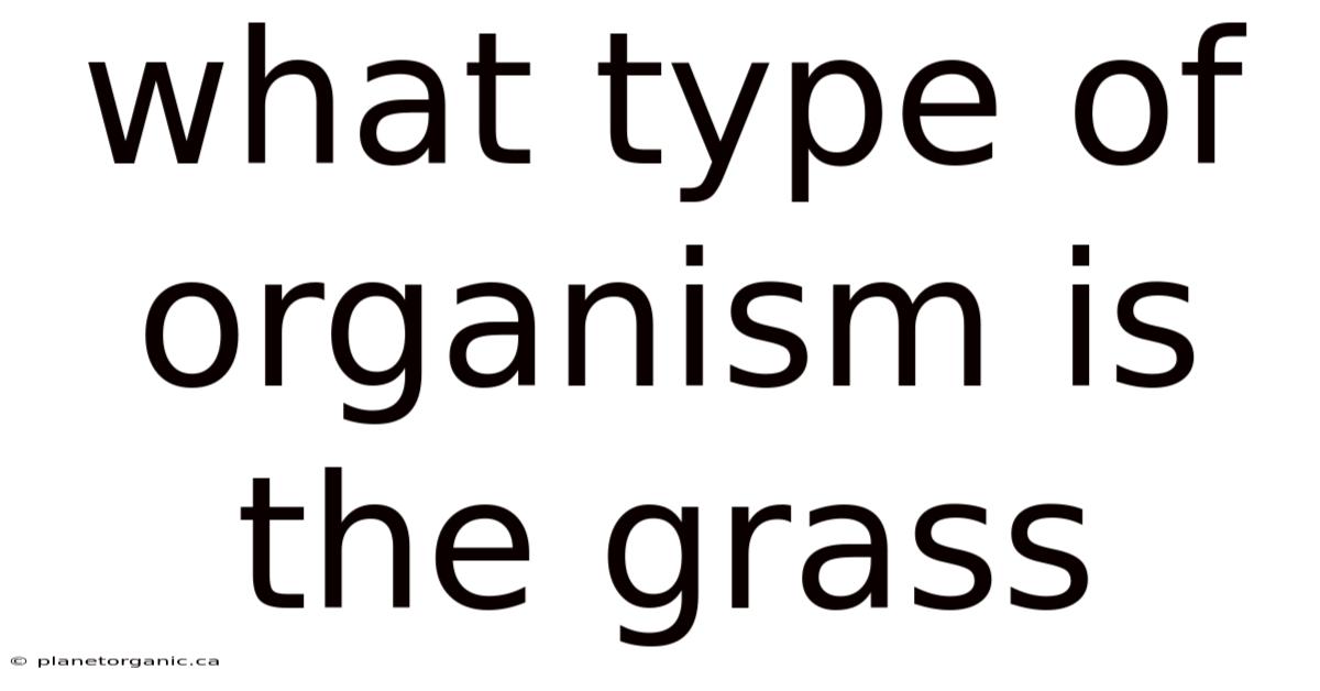 What Type Of Organism Is The Grass