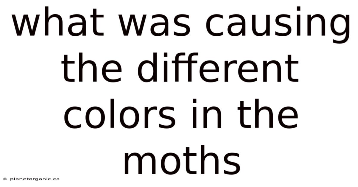 What Was Causing The Different Colors In The Moths