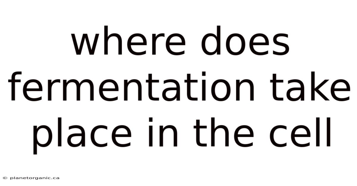 Where Does Fermentation Take Place In The Cell