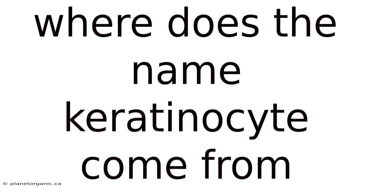 Where Does The Name Keratinocyte Come From