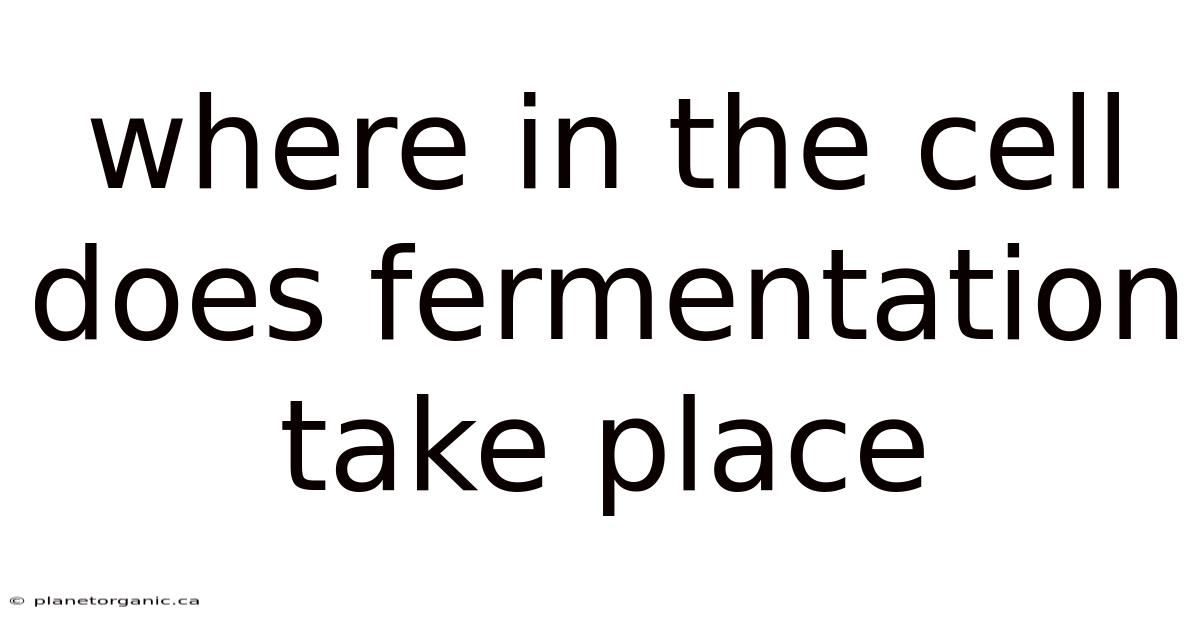 Where In The Cell Does Fermentation Take Place