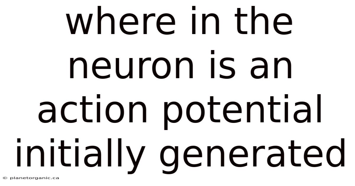 Where In The Neuron Is An Action Potential Initially Generated