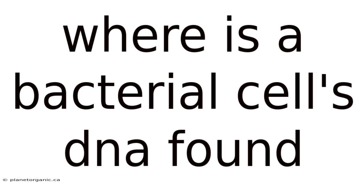 Where Is A Bacterial Cell's Dna Found