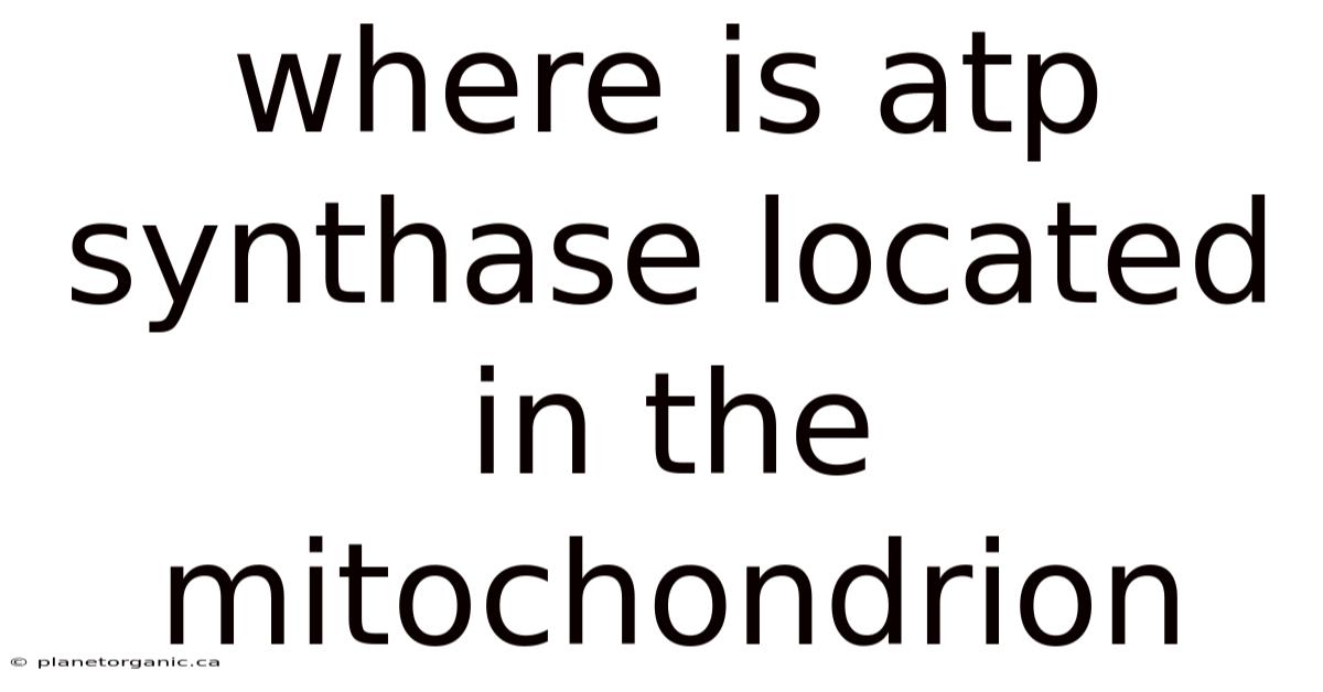 Where Is Atp Synthase Located In The Mitochondrion