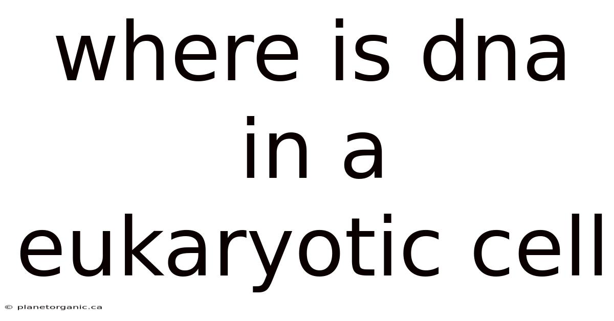 Where Is Dna In A Eukaryotic Cell
