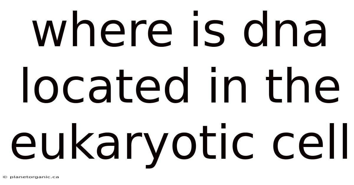 Where Is Dna Located In The Eukaryotic Cell