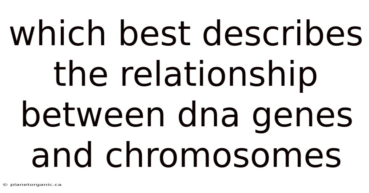 Which Best Describes The Relationship Between Dna Genes And Chromosomes
