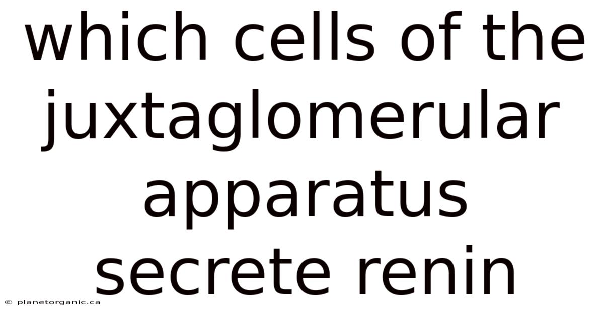 Which Cells Of The Juxtaglomerular Apparatus Secrete Renin
