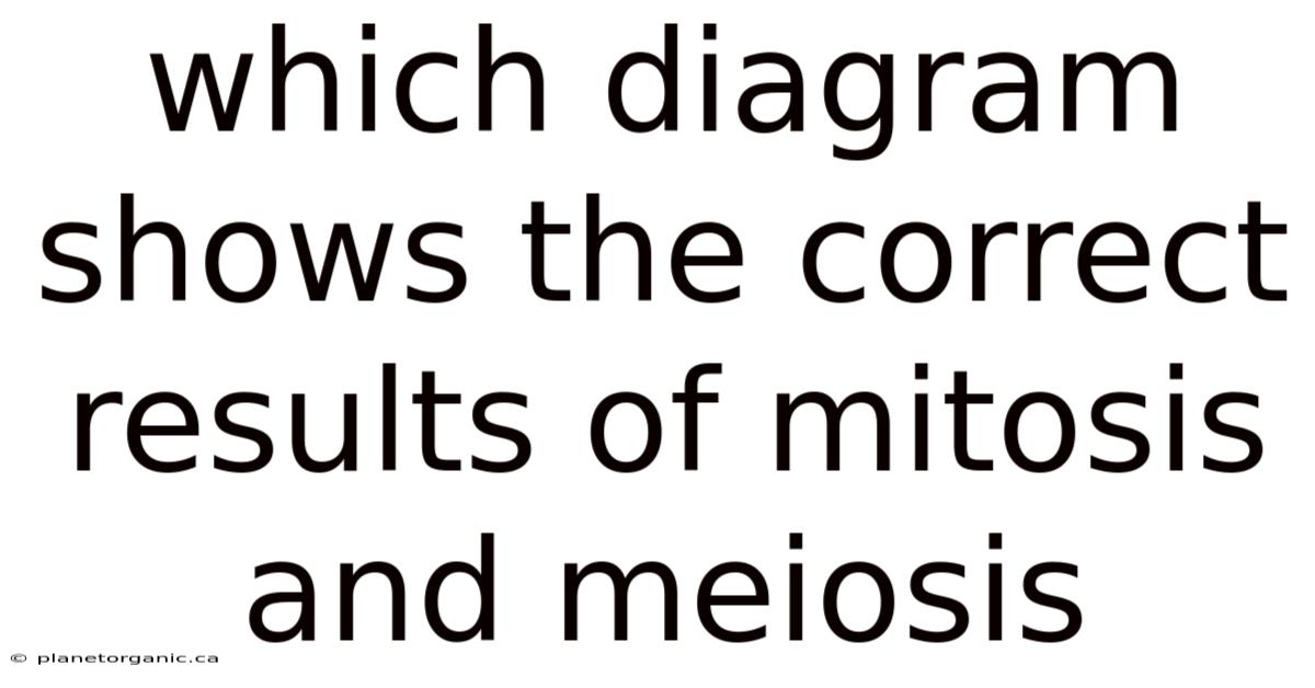 Which Diagram Shows The Correct Results Of Mitosis And Meiosis
