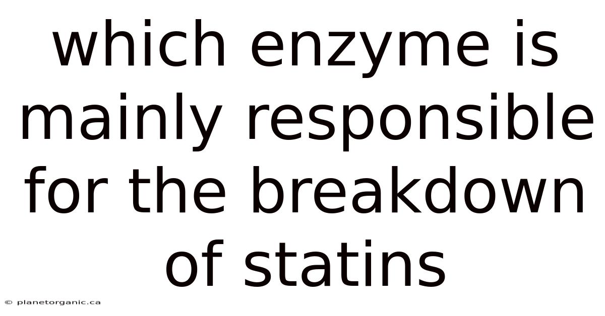 Which Enzyme Is Mainly Responsible For The Breakdown Of Statins