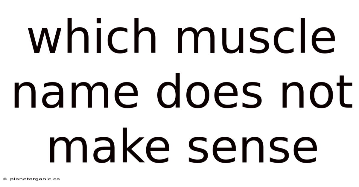 Which Muscle Name Does Not Make Sense