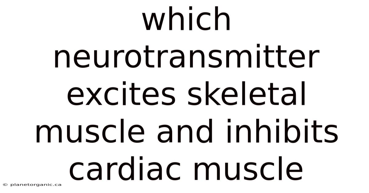 Which Neurotransmitter Excites Skeletal Muscle And Inhibits Cardiac Muscle