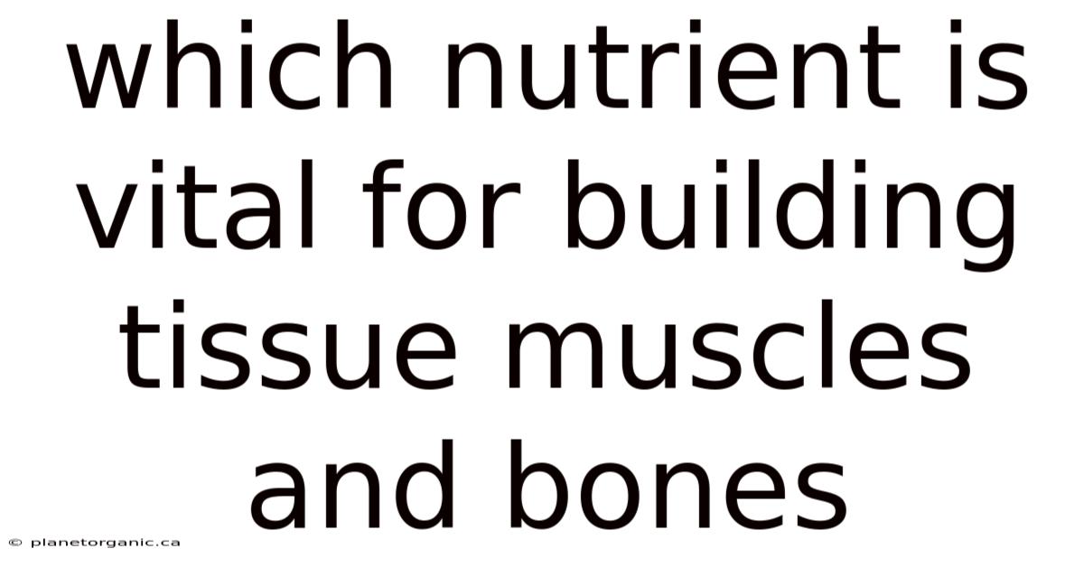Which Nutrient Is Vital For Building Tissue Muscles And Bones