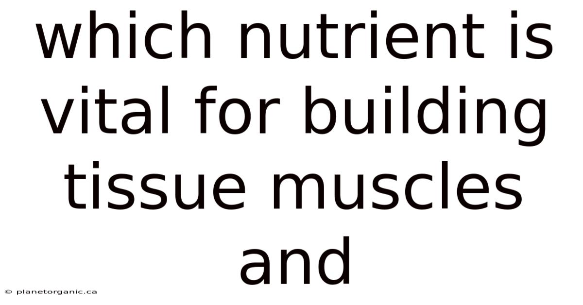 Which Nutrient Is Vital For Building Tissue Muscles And