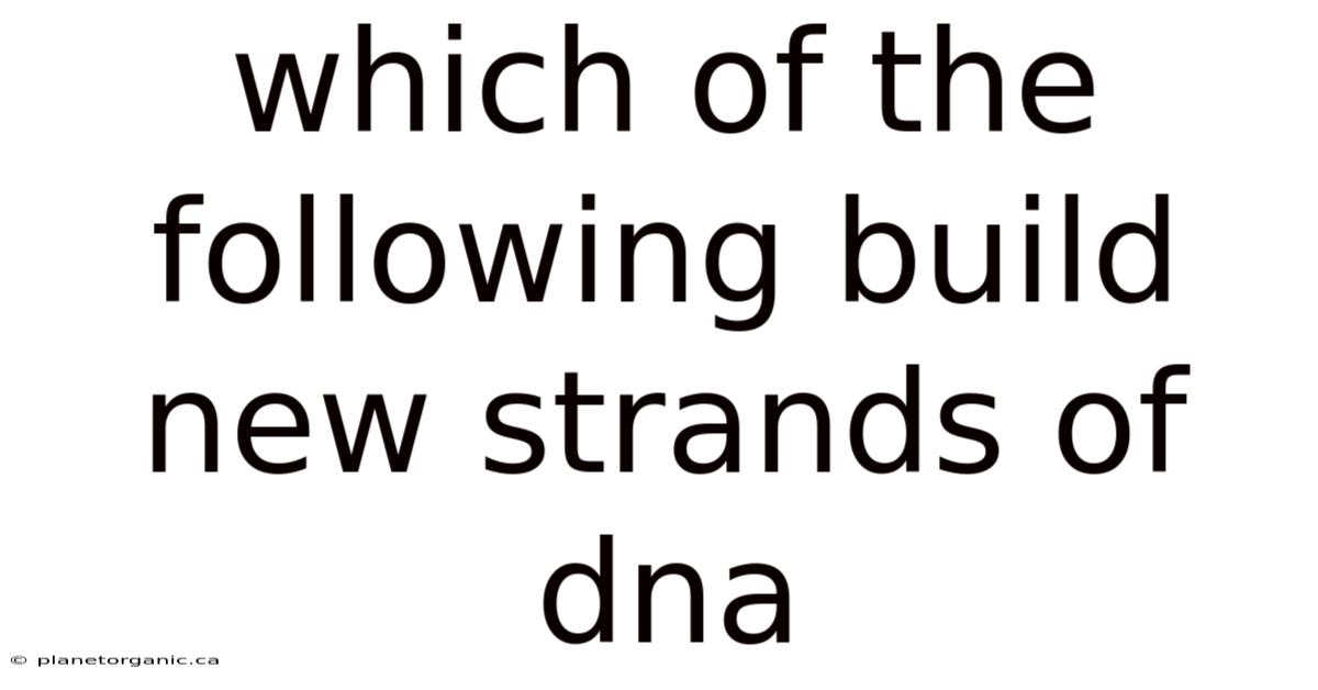 Which Of The Following Build New Strands Of Dna