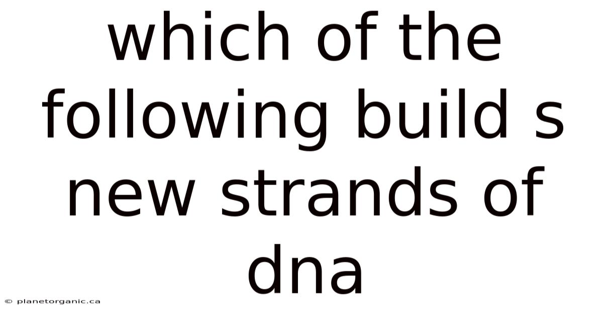 Which Of The Following Build S New Strands Of Dna