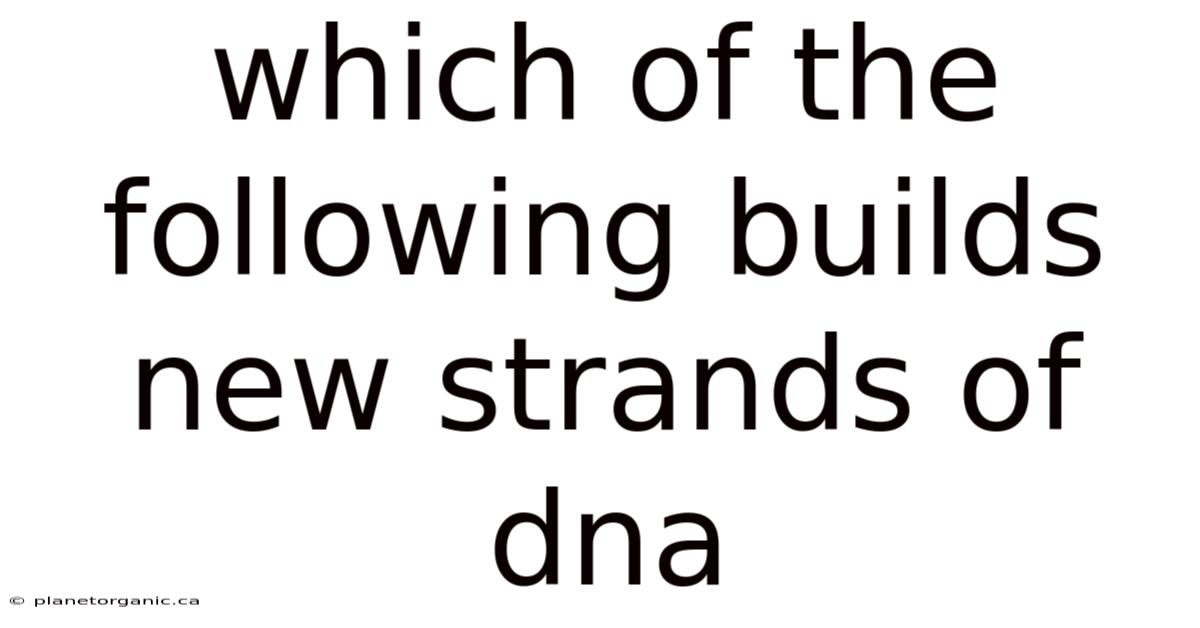 Which Of The Following Builds New Strands Of Dna