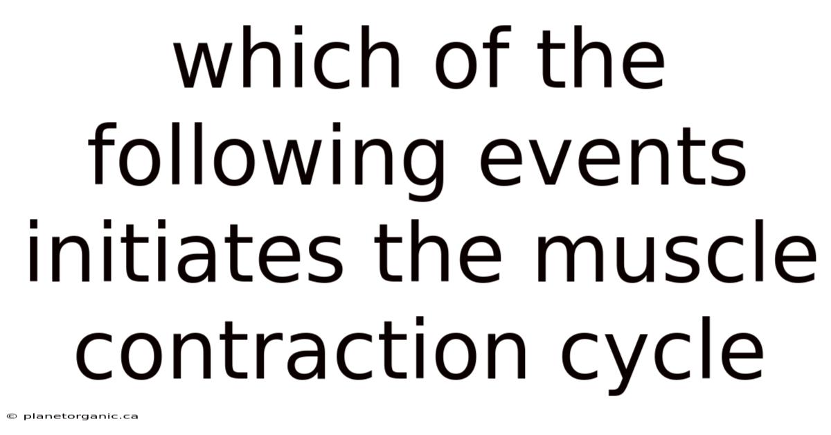 Which Of The Following Events Initiates The Muscle Contraction Cycle