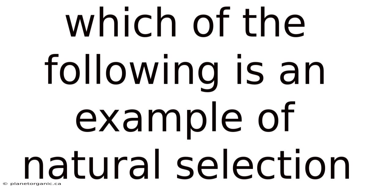 Which Of The Following Is An Example Of Natural Selection