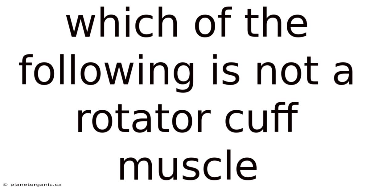 Which Of The Following Is Not A Rotator Cuff Muscle